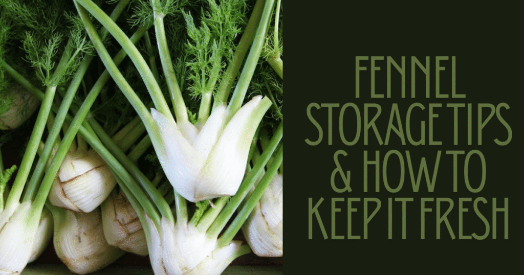 Fennel Storage Tips & How to Keep It Fresh